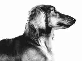 Por que é que ladram os cães - Comportamento canino 