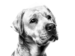 Cão ilustrando o artigo de raças de cães mais inteligentes