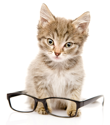 A cegueira nos gatos