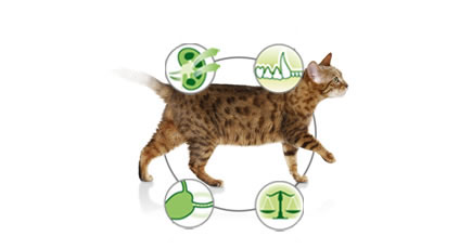 Beneficios de Pro Plan Sterilised Peru Alimento Seco Gato