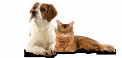 A esterilização do gato e do cão : O início de uma nova etapa